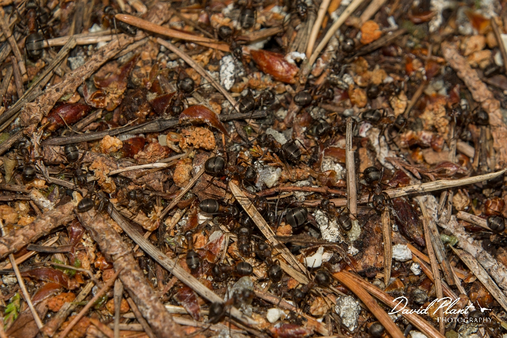 David Plant Photography - Wildlife Photography - Formica aquilonia - D.jpg - Scottish wood ant, Formica aquilonia - Highlands